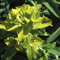 EUPHORBIA COGNATA seed image