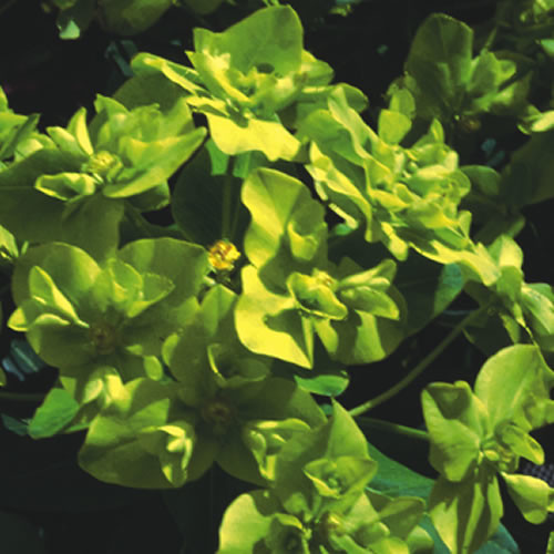 EUPHORBIA CORNIGERA seed image