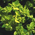 EUPHORBIA CORNIGERA seed image