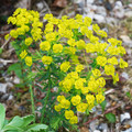 EUPHORBIA CYPARISSIAS seed image