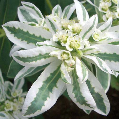 EUPHORBIA MARGINATA 'KILIMANJARO' seed image