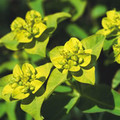 EUPHORBIA MIXED seed image