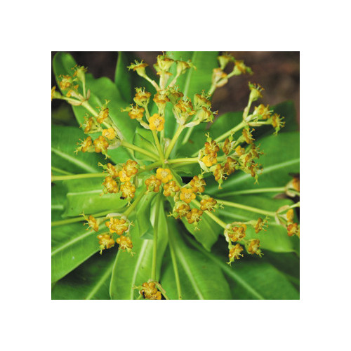 EUPHORBIA PASTEURII seed image