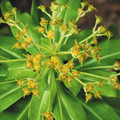 EUPHORBIA PASTEURII seed image