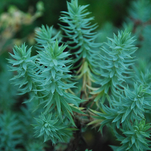 EUPHORBIA PITHYUSA     seed image