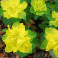 EUPHORBIA POLYCHROMA seed image