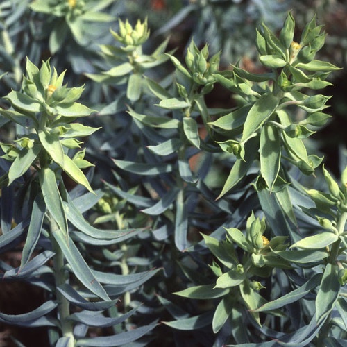 EUPHORBIA 'ROSE'S SURPRISE' seed image