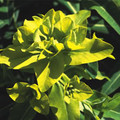 EUPHORBIA SCHILLINGII seed image