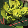 EUPHORBIA SIKKIMENSIS seed image