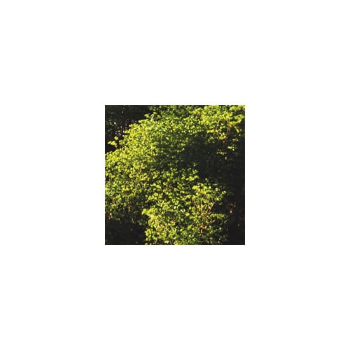EUPHORBIA STRICTA 'GOLDEN FOAM' seed image
