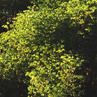 EUPHORBIA STRICTA 'GOLDEN FOAM' seed image