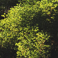 EUPHORBIA STRICTA 'GOLDEN FOAM' seed image