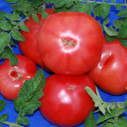TOMATO EVA PURPLE BALL seed image