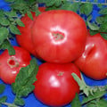 TOMATO EVA PURPLE BALL seed image