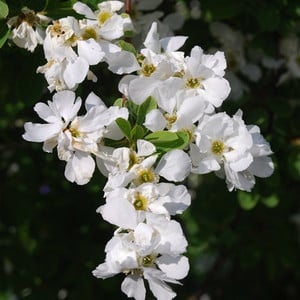 EXOCHORDA X MACRANTHA 'THE BRIDE' seed image