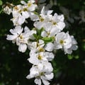 EXOCHORDA X MACRANTHA 'THE BRIDE' seed image