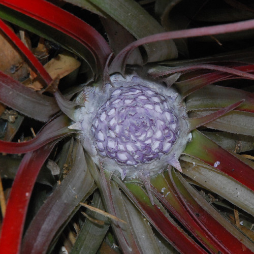 FASCICULARIA MICRANTHA seed image