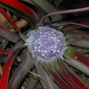 FASCICULARIA MICRANTHA seed image