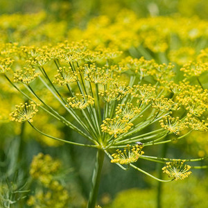 HERB FENNEL seed image