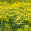 HERB FENNEL seed image