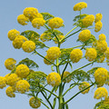 FERULA COMMUNIS seed image