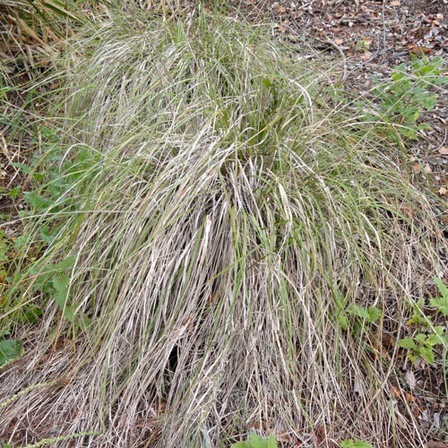 FESTUCA CALIFORNICA seed image