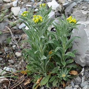 FIBIGIA ERIOCARPA seed image
