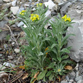 FIBIGIA ERIOCARPA seed image