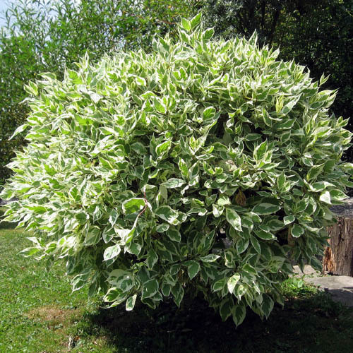FICUS BENJAMINA seed image
