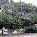 FICUS RELIGIOSA seed image