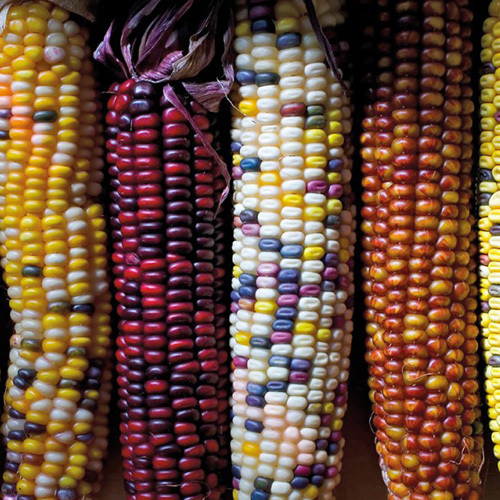 SWEETCORN FIESTA seed image