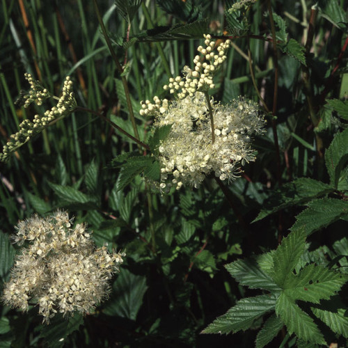 FILIPENDULA ULMARIA seed image