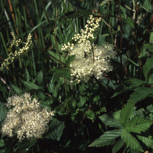 FILIPENDULA ULMARIA seed image