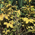 FILIPENDULA ULMARIA 'AUREA' seed image