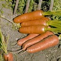 CARROT FLYAWAY F1 seed image