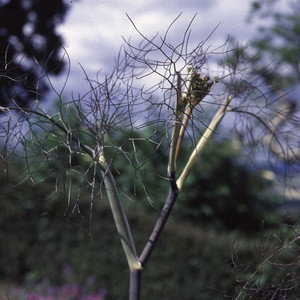 FOENICULUM VULGARE seed image