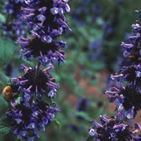 FRAGRANT COLLECTION seed image