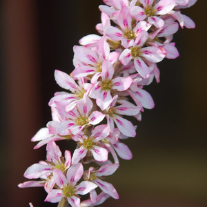 FRANCOA APPENDICULATA seed image