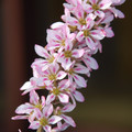 FRANCOA APPENDICULATA seed image