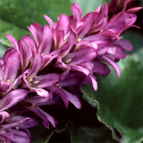 FRANCOA SONCHIFOLIA 'ROGERSON'S FORM' seed image