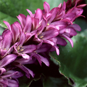 FRANCOA SONCHIFOLIA 'ROGERSON'S FORM' seed image
