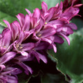 FRANCOA SONCHIFOLIA 'ROGERSON'S FORM' seed image