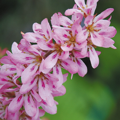FRANCOA SONCHIFOLIA  'PINK GIANT' seed image