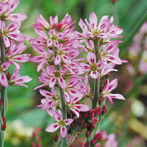 FRANCOA SONCHIFOLIA 'PETITE BOUQUET' seed image