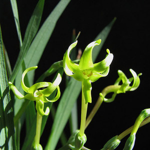 FREESIA VIRIDIS seed image