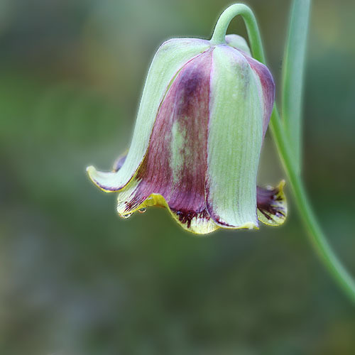 FRITILLARIA ACMOPETALA seed image
