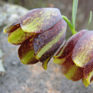 FRITILLARIA CRASSIFOLIA subsp KURDICA seed image