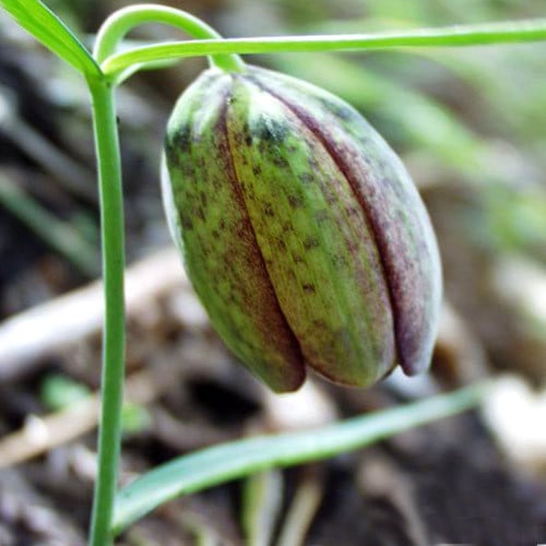 FRITILLARIA INVOLUCRATA seed image