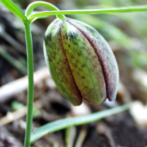 FRITILLARIA INVOLUCRATA seed image