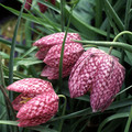FRITILLARIA MELEAGRIS seed image